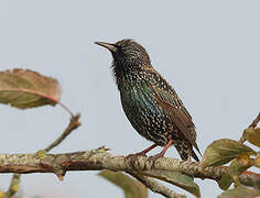 Common Starling