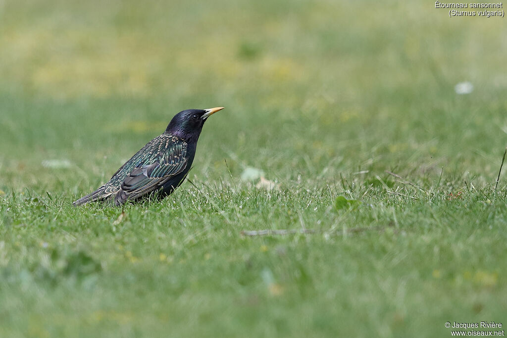 Common Starling male adult breeding, identification