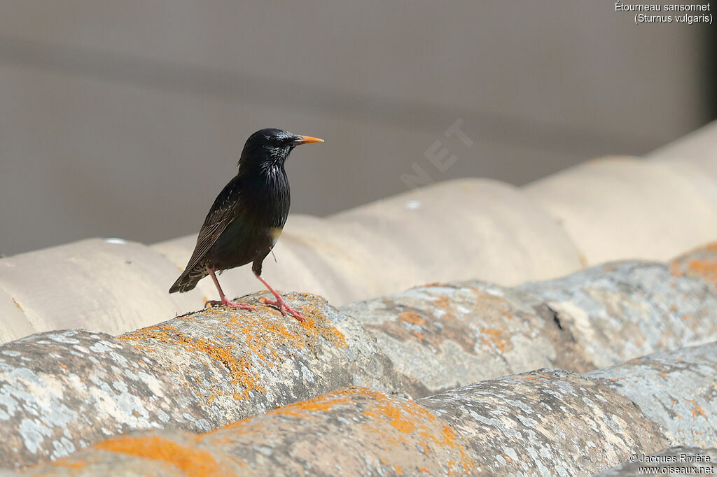 Common Starling male adult breeding