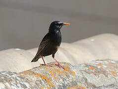 Common Starling