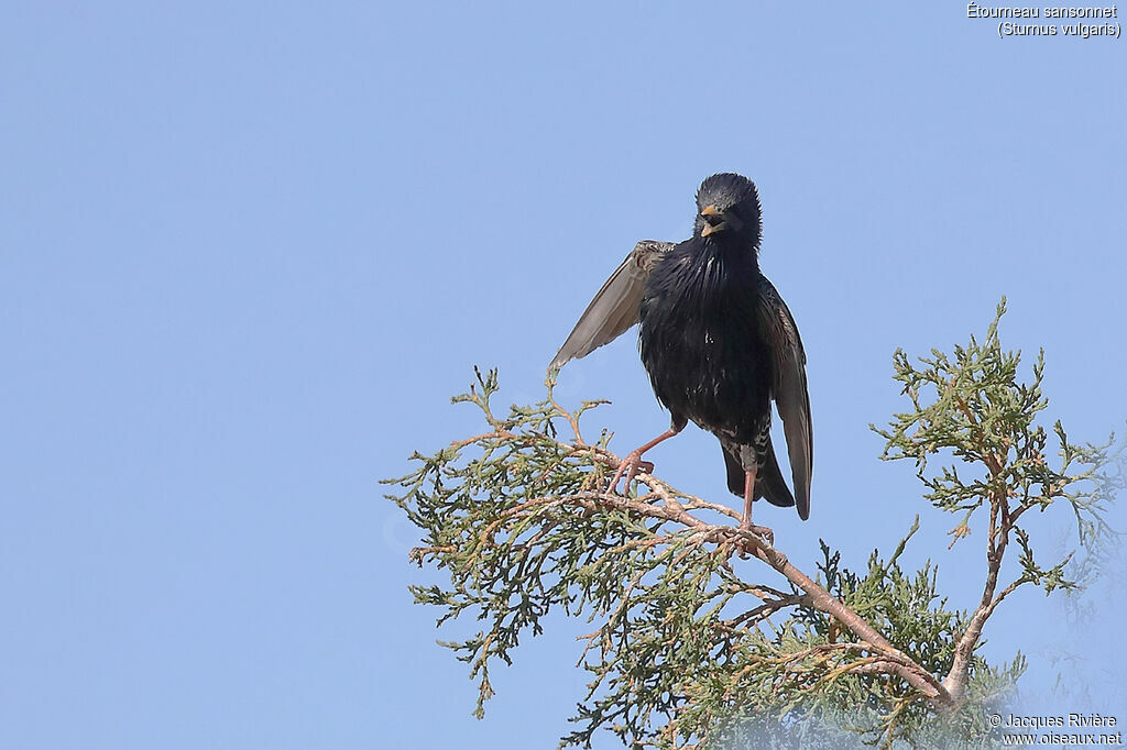 Common Starling male adult breeding, song