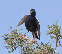 Common Starling