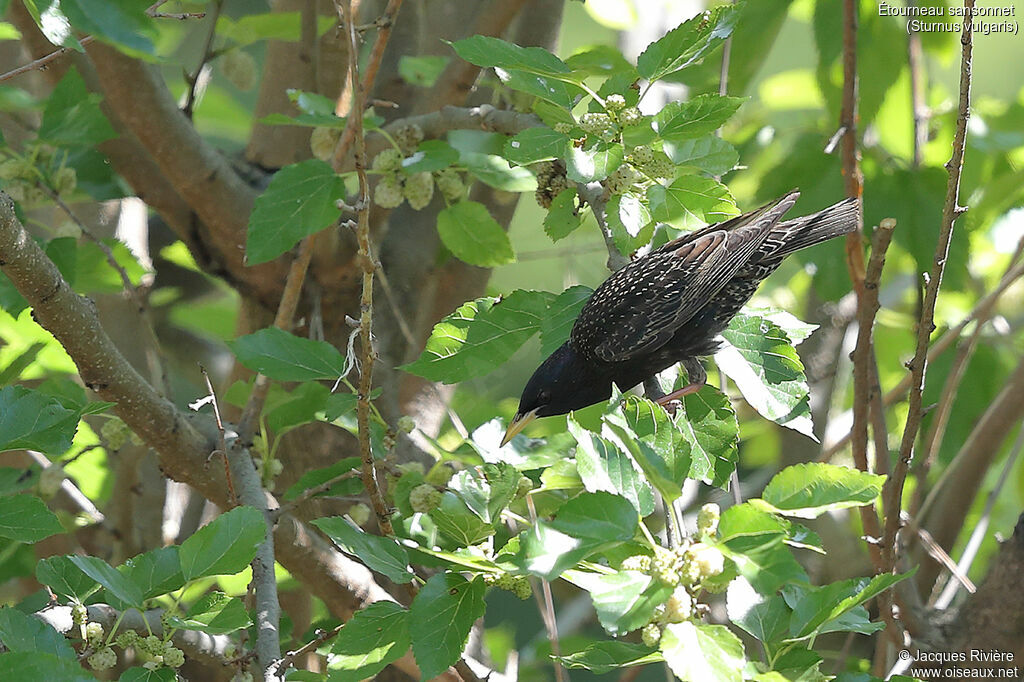 Étourneau sansonnetadulte nuptial, identification, mange