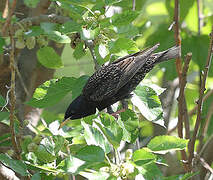 Common Starling