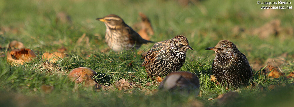 Common Starlingadult post breeding