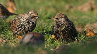 Common Starling