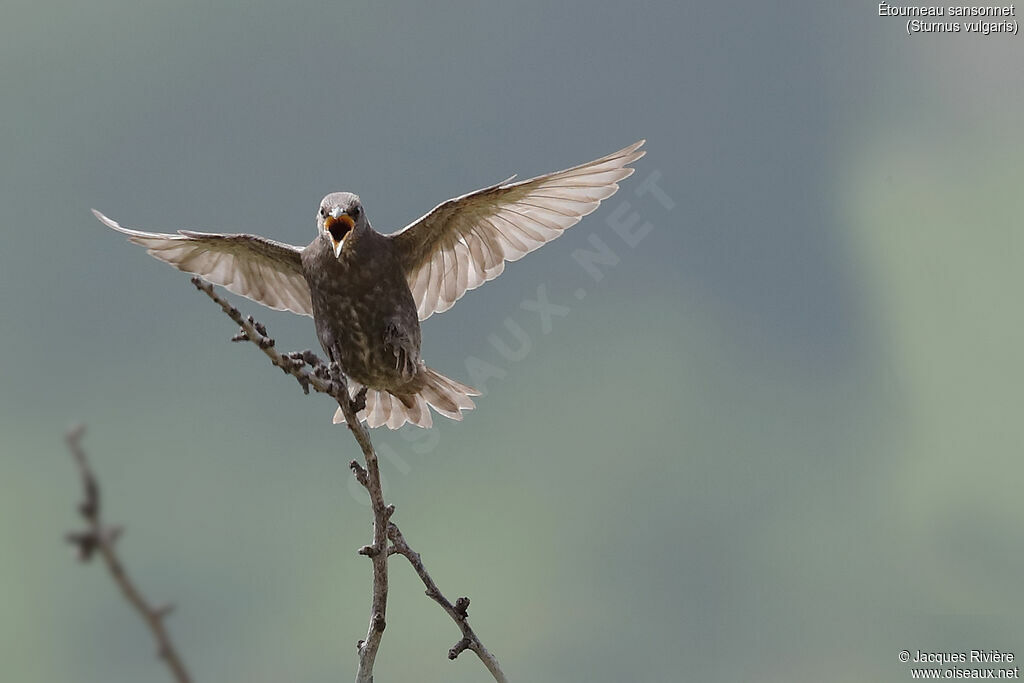 Common Starlingimmature, Flight