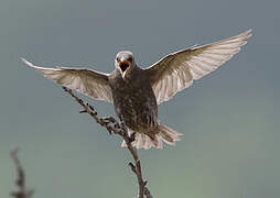 Common Starling