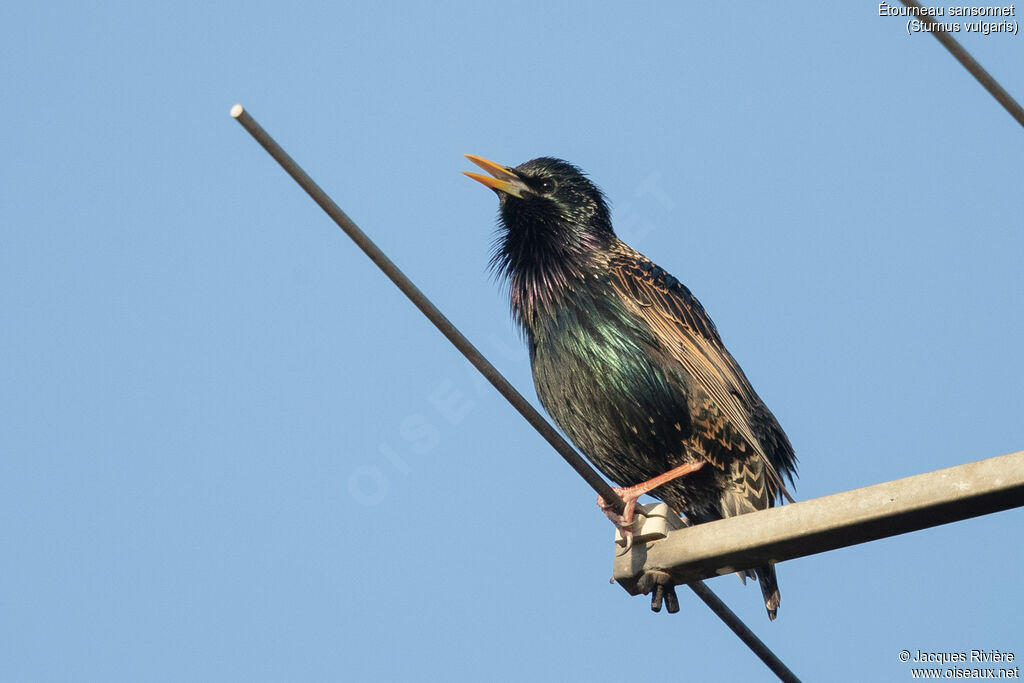 Common Starling male adult, identification