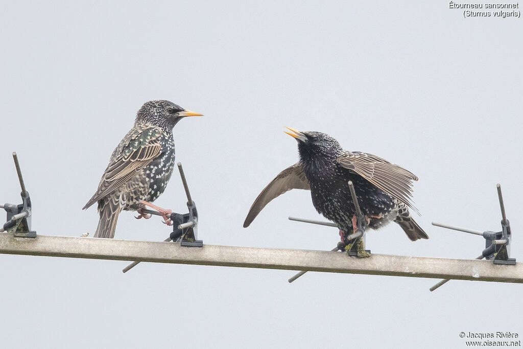 Étourneau sansonnetadulte nuptial, identification, parade, Nidification