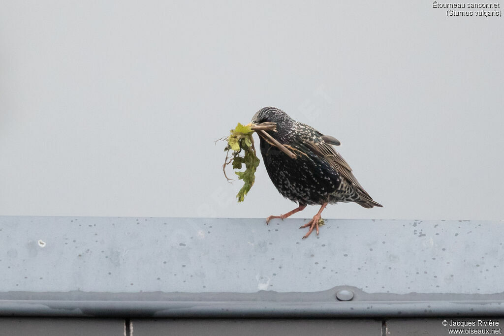 Étourneau sansonnetadulte nuptial, identification, Nidification