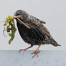 Étourneau sansonnet