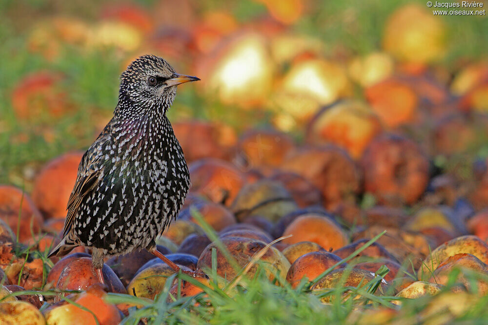 Common Starlingadult post breeding