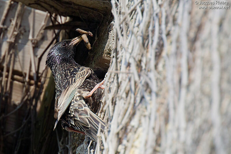 Common Starlingadult breeding, Reproduction-nesting
