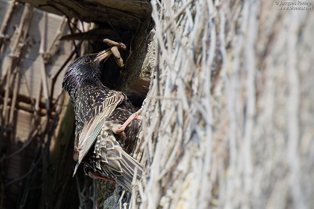 Common Starlingadult breeding, Reproduction-nesting