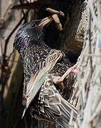 Common Starling