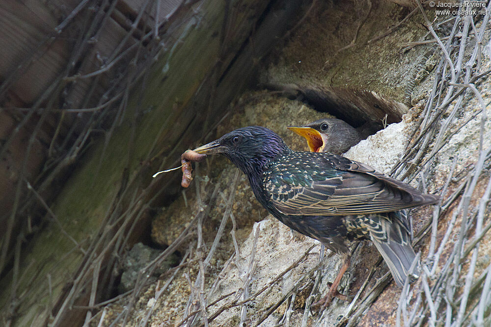 Common Starlingadult breeding, Reproduction-nesting