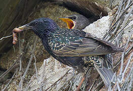 Common Starling