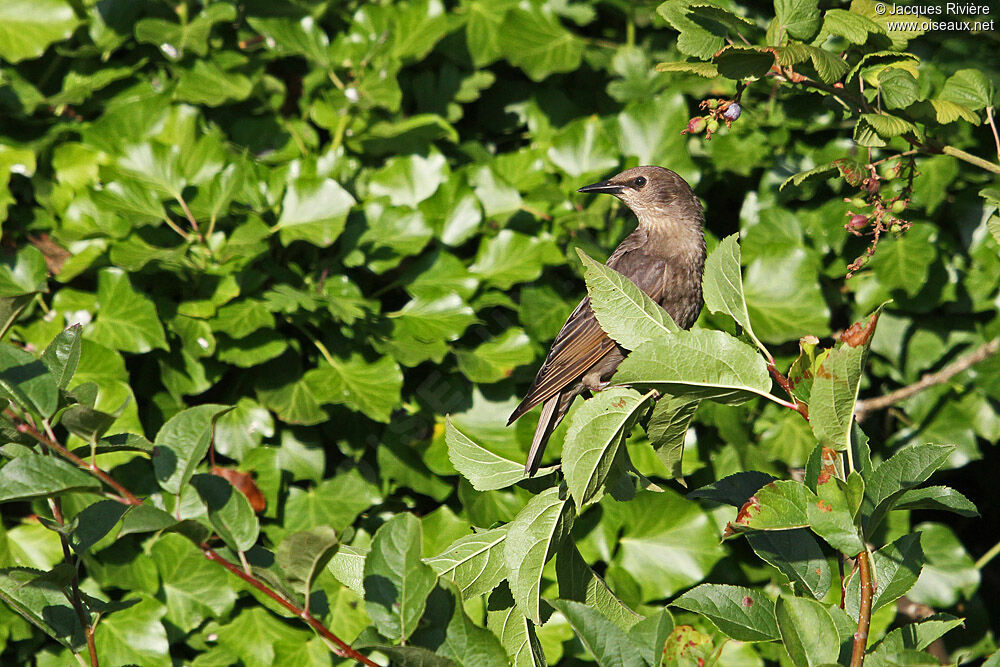 Common Starlingimmature