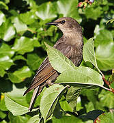 Common Starling