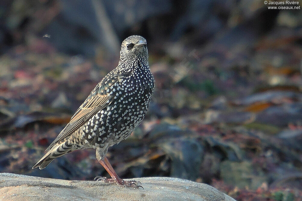 Common Starling