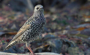 Common Starling