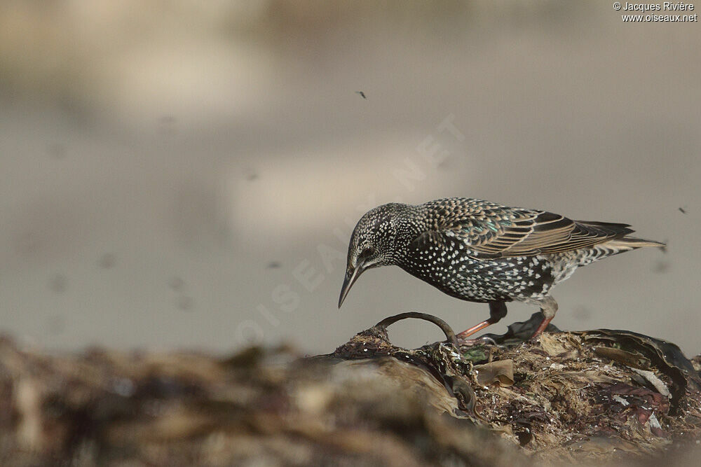 Common Starling