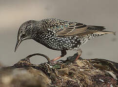 Common Starling