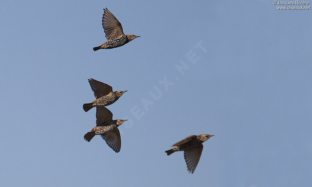 Common Starling, Flight