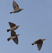 Common Starling