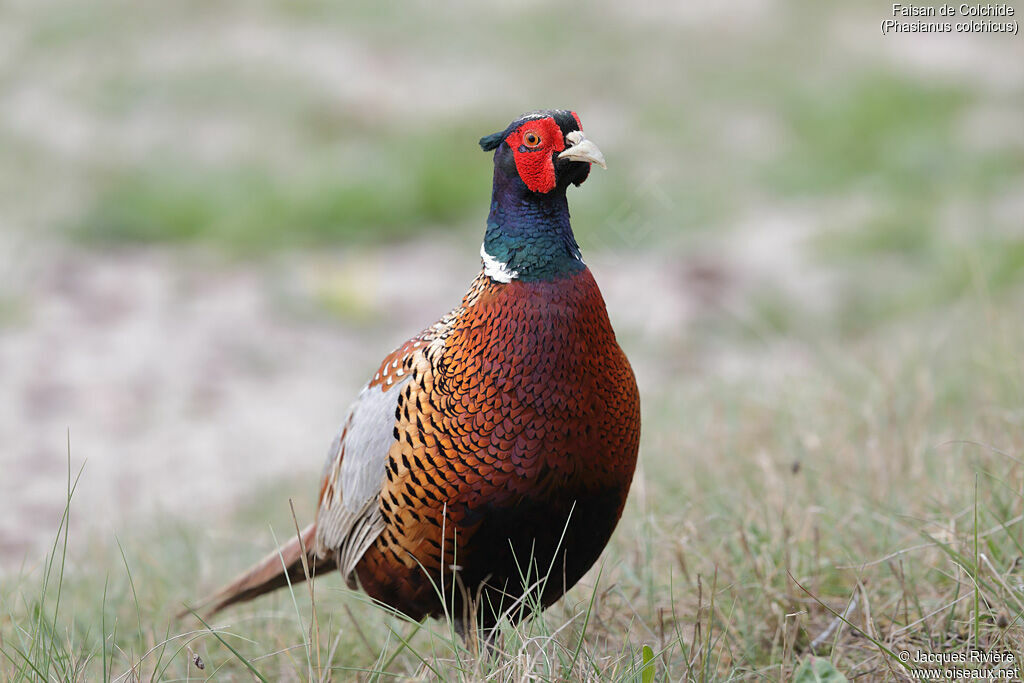 Common Pheasant male adult breeding, identification