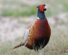 Common Pheasant