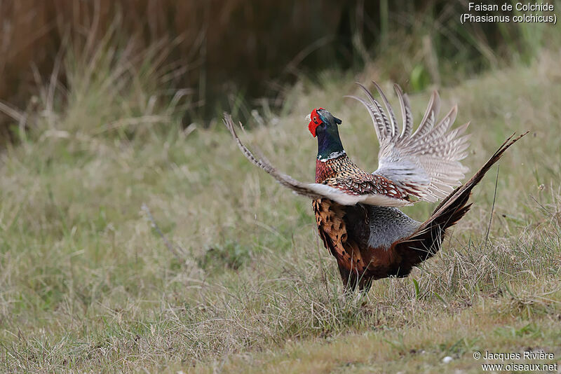 Common Pheasant male adult breeding, courting display