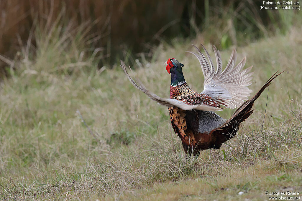 Common Pheasant male adult breeding, courting display