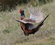 Common Pheasant