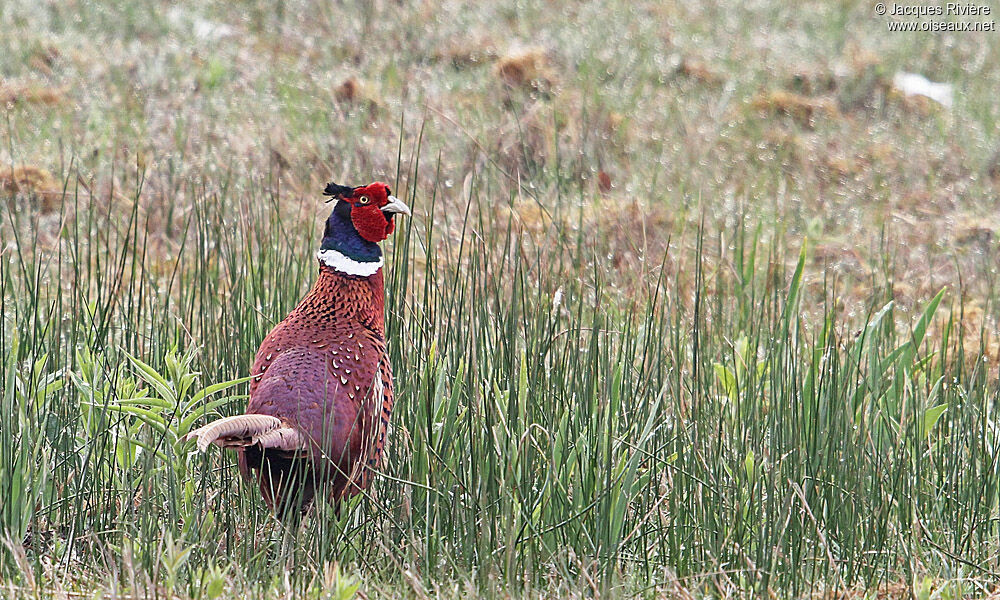 Common Pheasant male adult breeding