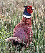 Common Pheasant