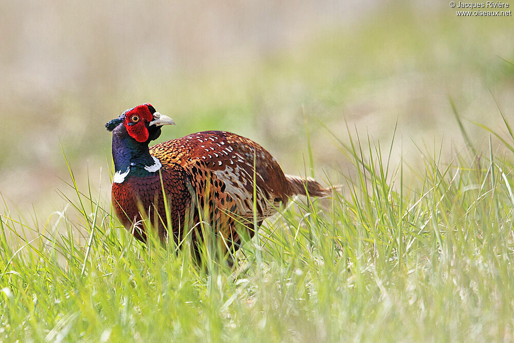 Common Pheasant male adult breeding