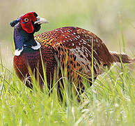 Common Pheasant