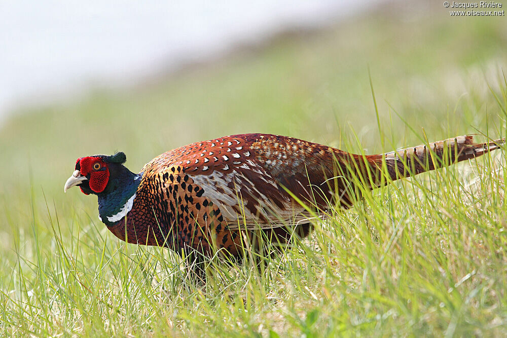 Common Pheasant male adult breeding