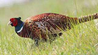 Common Pheasant