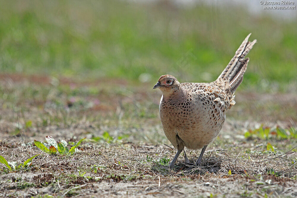 Common Pheasant female adult breeding