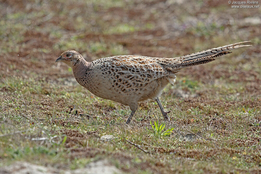 Common Pheasant female adult breeding