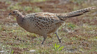 Common Pheasant