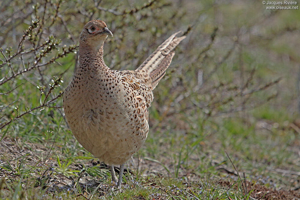 Common Pheasant female adult breeding