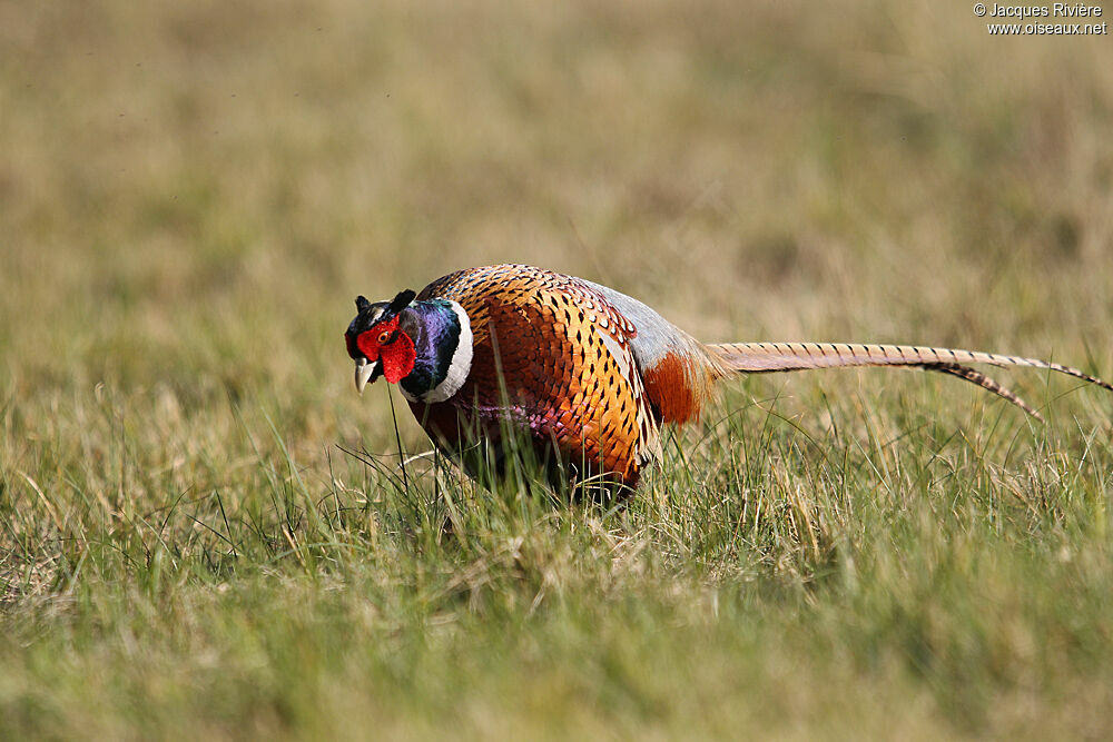 Common Pheasant male adult breeding