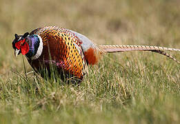 Common Pheasant