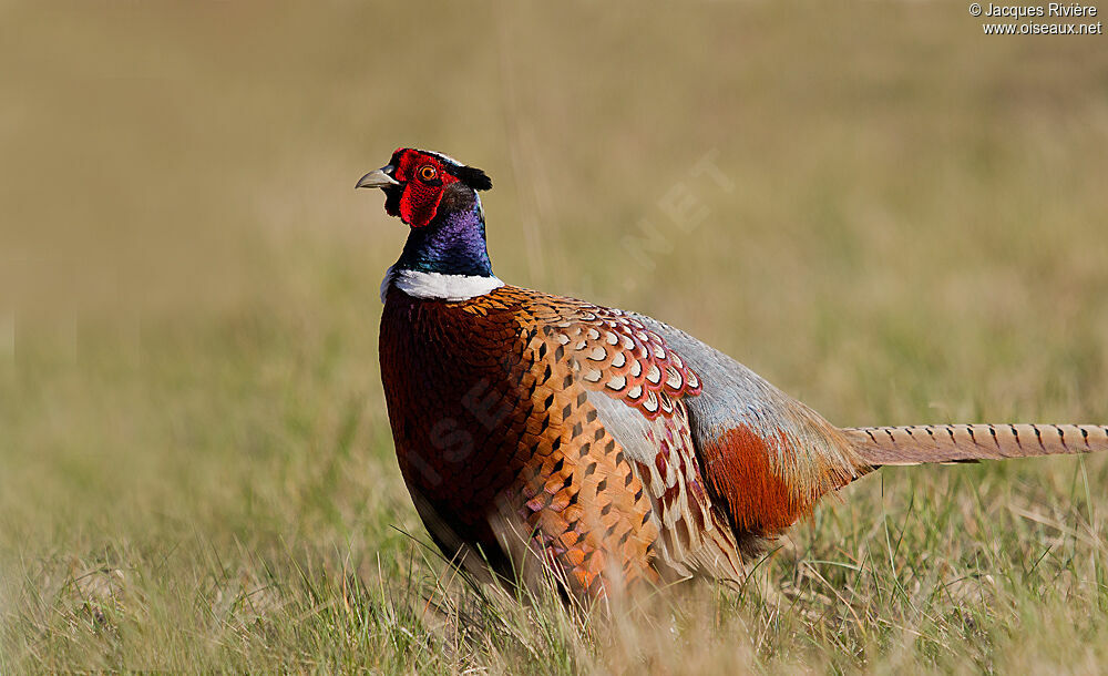 Common Pheasant male adult breeding