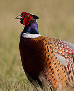 Common Pheasant