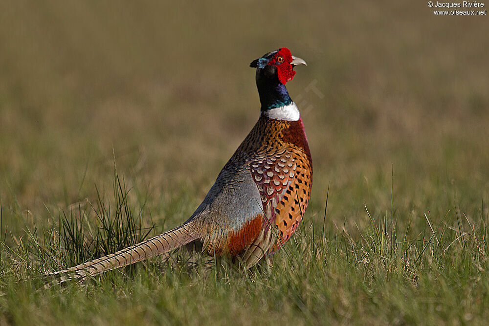 Common Pheasant male adult breeding